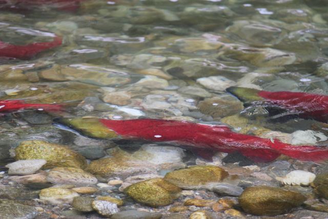 Spawning sockeye salmon