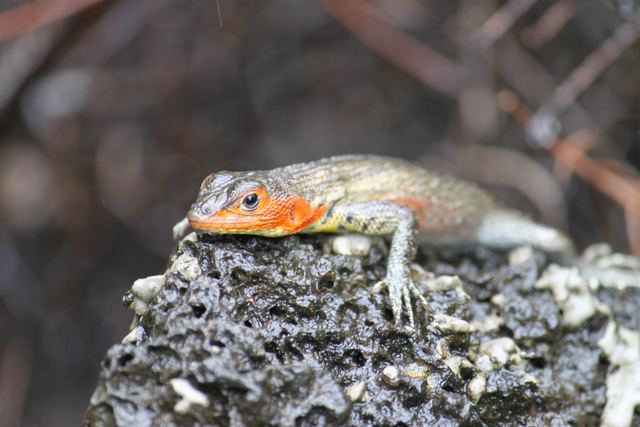 Lava lizard, Galapagos