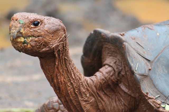Giant tortoise, Galapagos