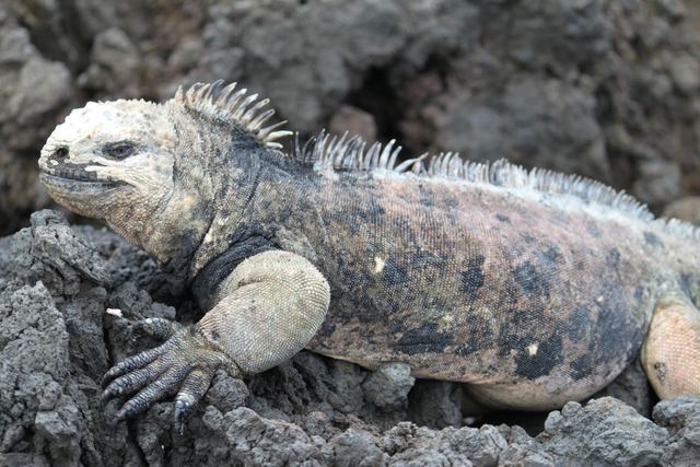 Marine iguana, Galapagos