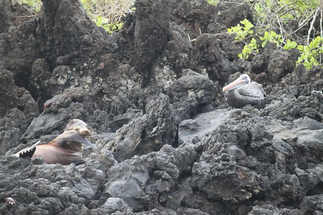 Spot the pelican, sealion, iguana and crabs