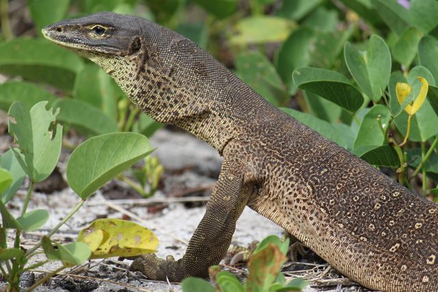 Goanna, Lizard Island