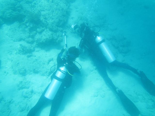 Recording fish behaviour post-release