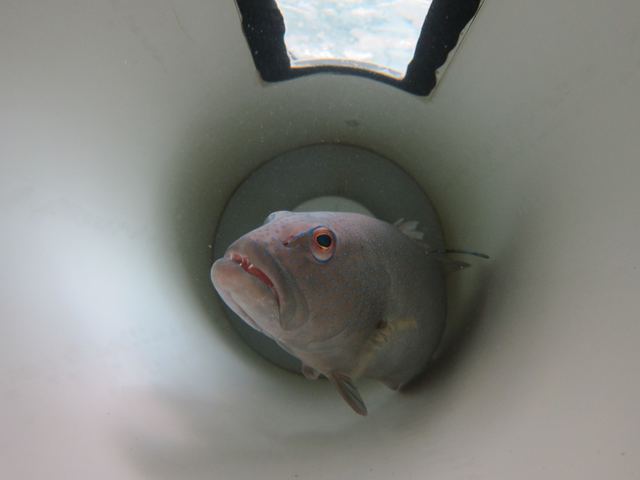 Coral trout (grouper) in respirometer