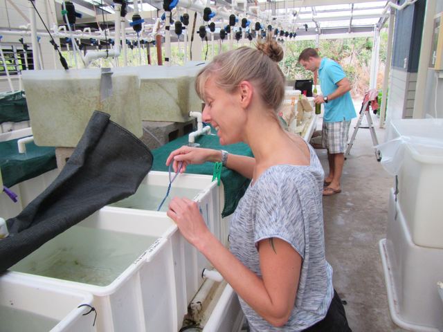 Josefin Sundin, coercing fish into the net
