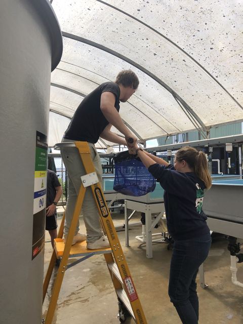 Luis and Hanna helping with salmon arrival at Deakin's Queenscliff Marine Station