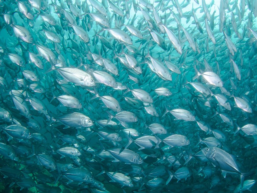 A school of silver fish